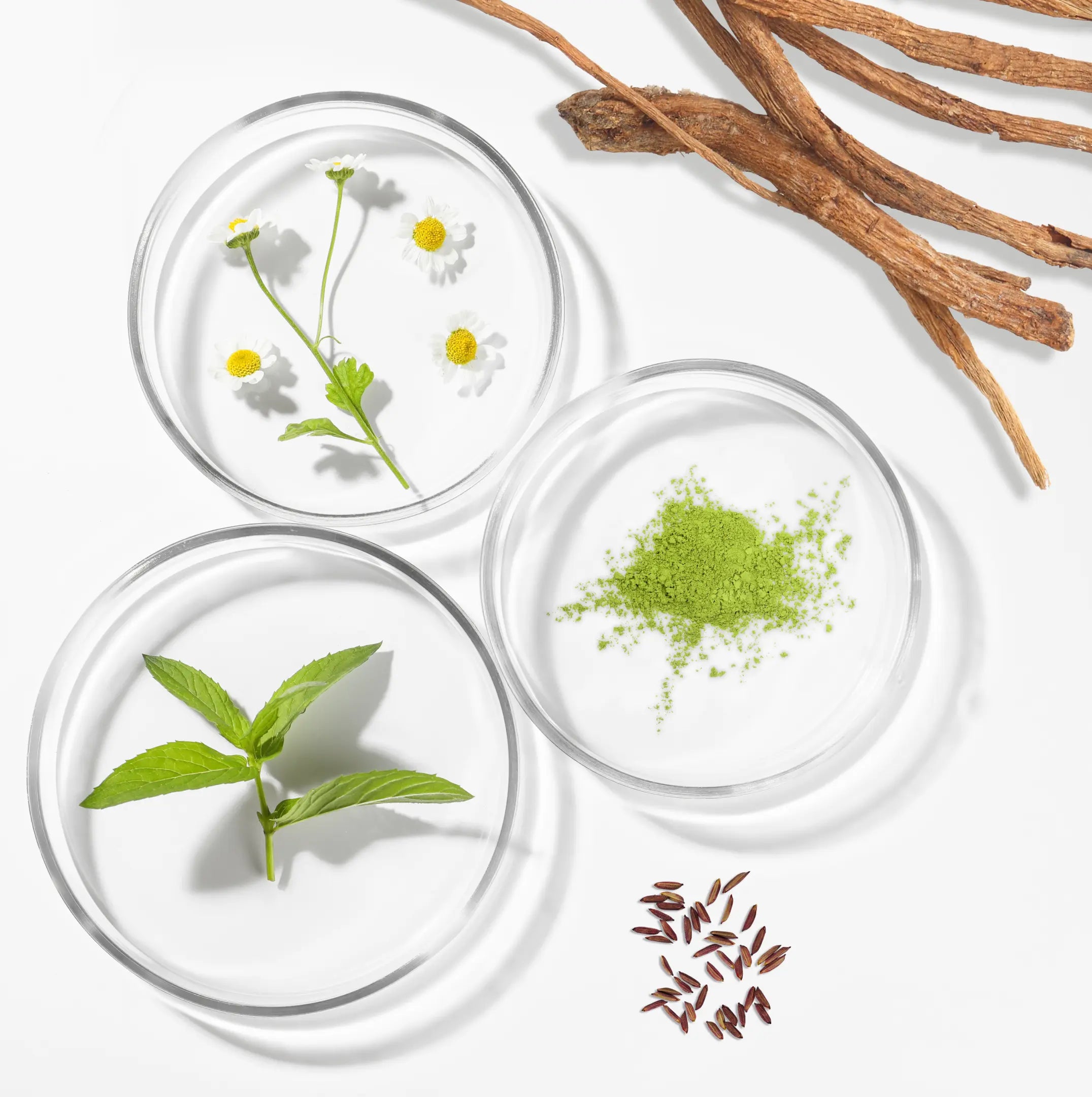 Herbal ingredients including chamomile, mint, powder, seeds, and roots in glass dishes